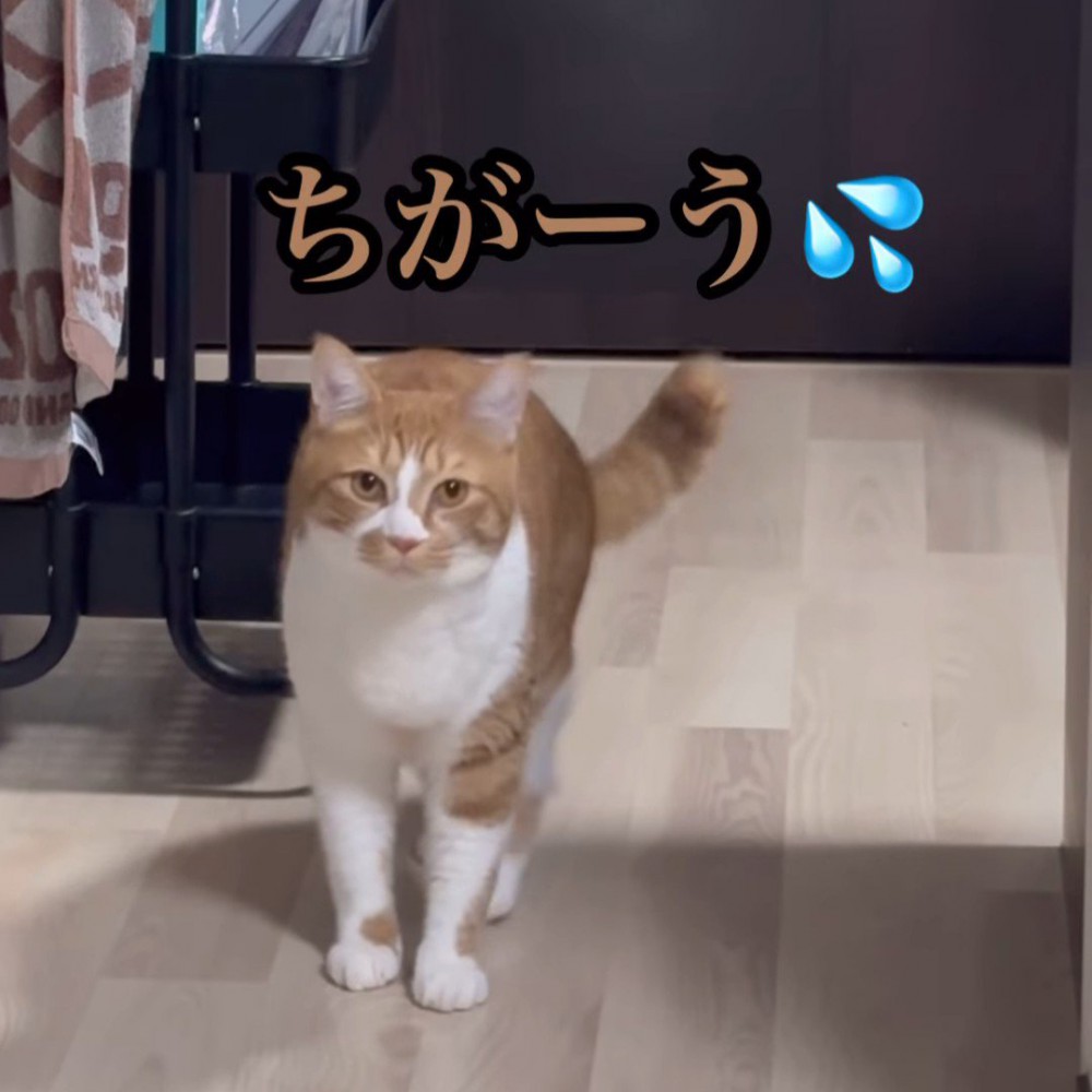 カメラに向かって立っている猫