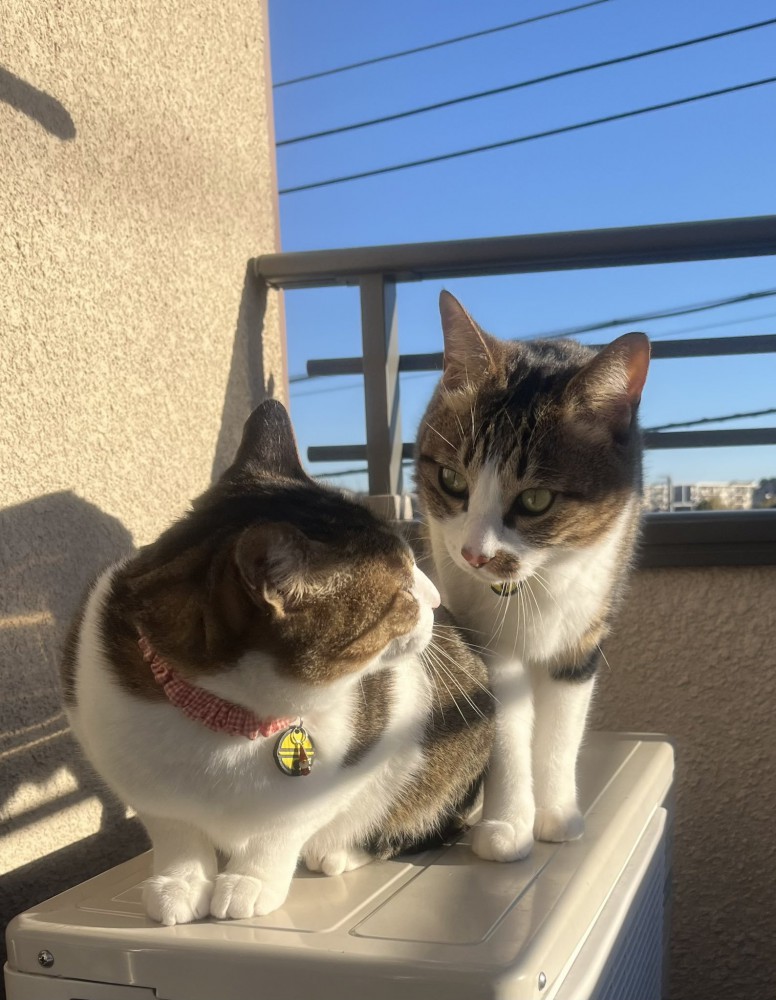 日向ぼっこする猫