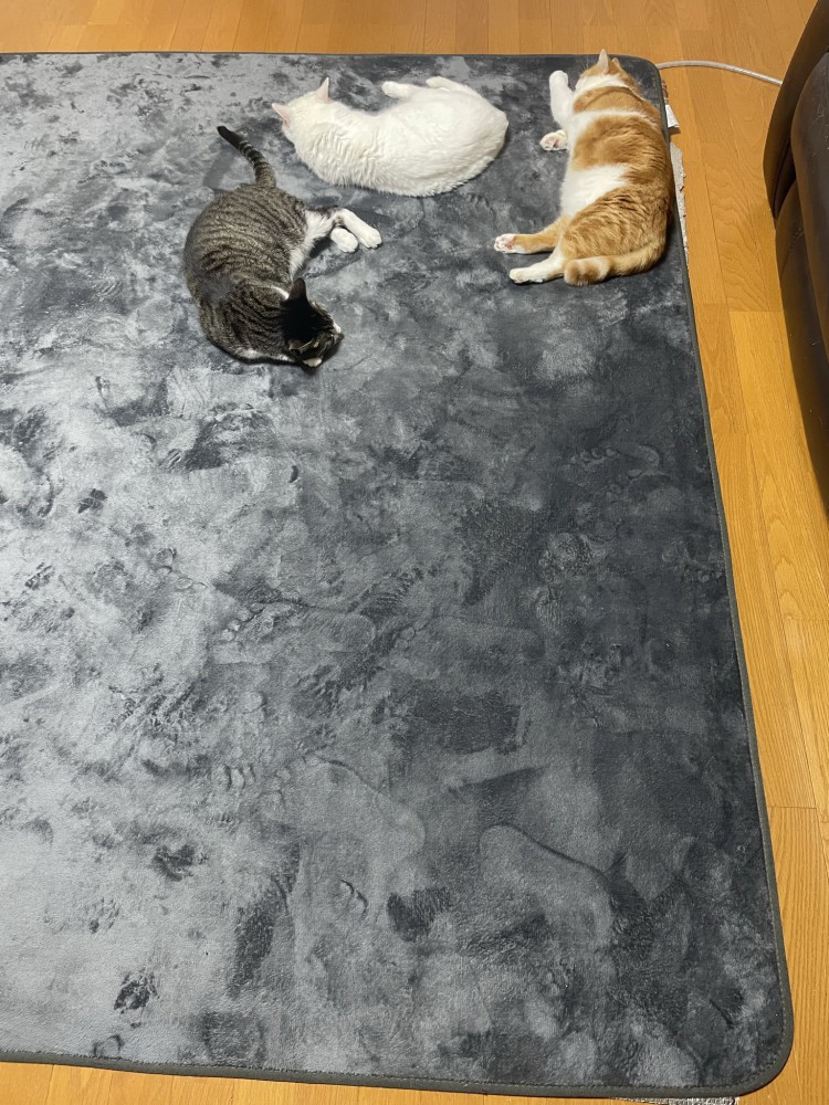 ホットカーペットで寝転ぶ3匹の猫