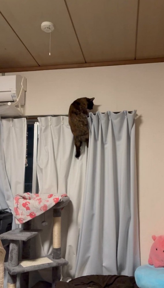 カーテンに登る猫