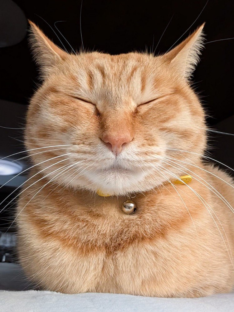 目をつぶって正面向きで座る茶トラ猫