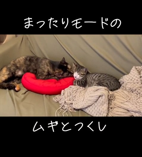 一緒にくつろいでいる2匹の猫