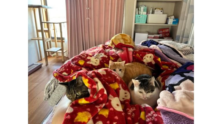 ベッドの上にいる猫