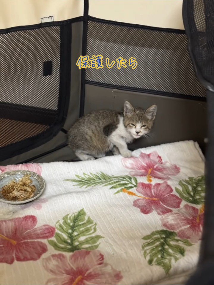 ソフトケージの中にいる子猫