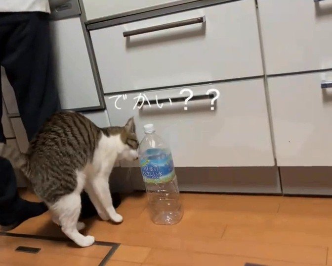 ペットボトルに近づく猫