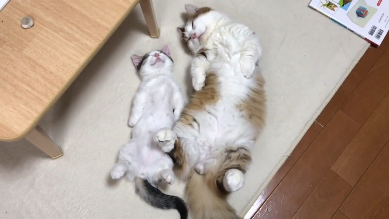 上から