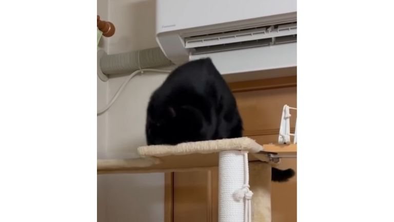 キャットタワーにいる猫たち