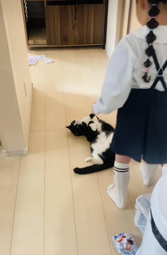 娘さんを通せんぼするハチワレ猫