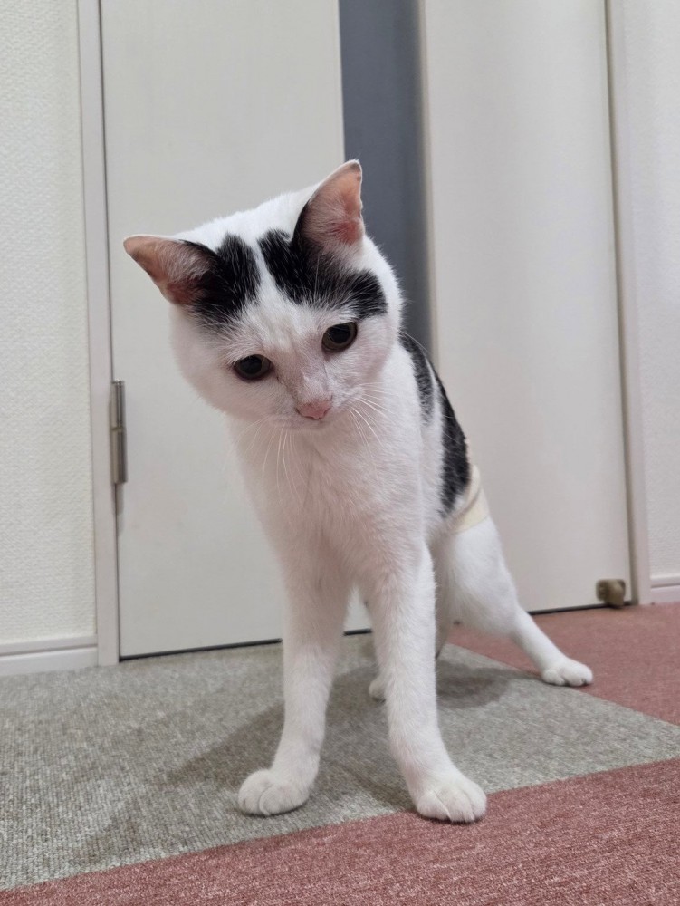 トイレ前で立つ猫