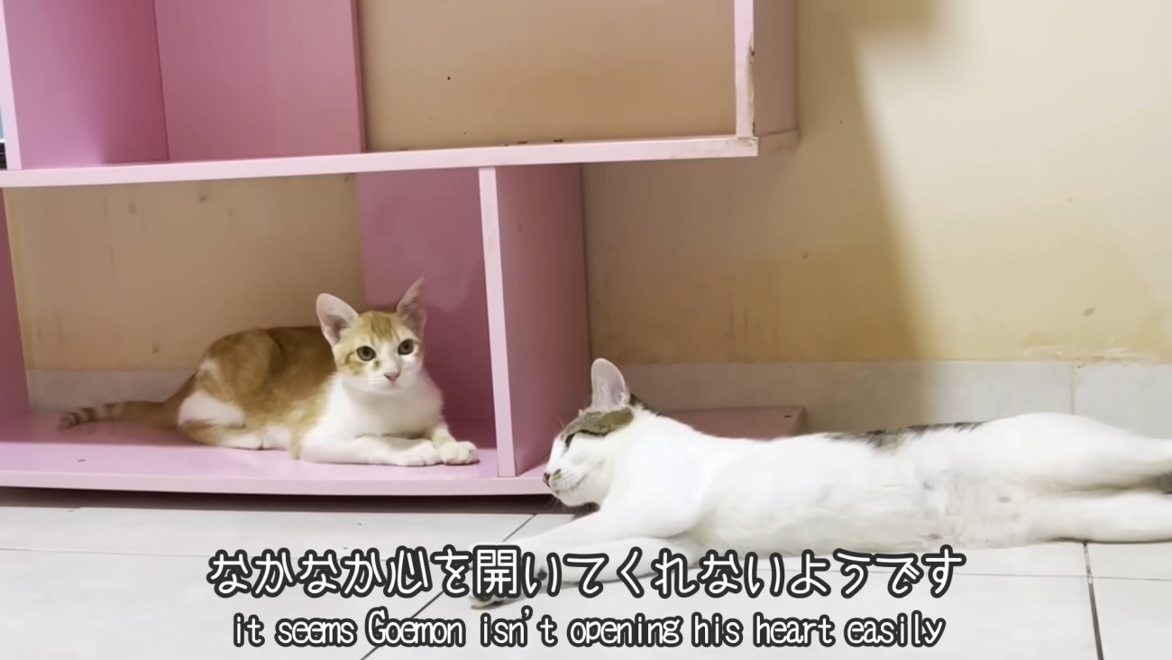 テロップ「なかなか心を開いて～」