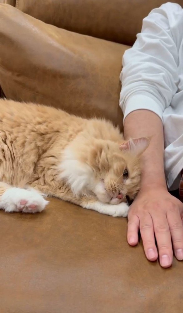 手に頭をこする猫