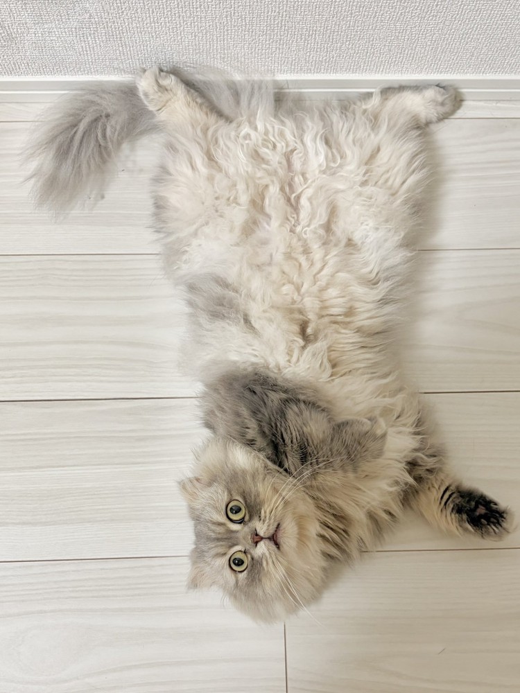 仰向けで寝転がる猫