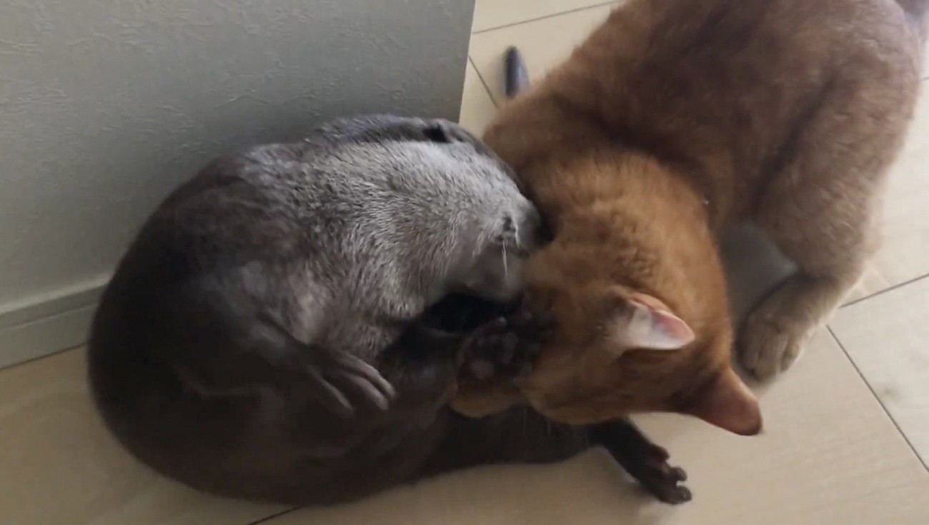 冒頭のじゃれてる写真