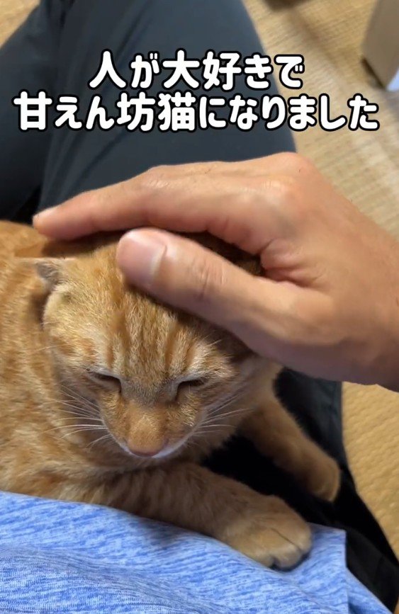 なでられる猫