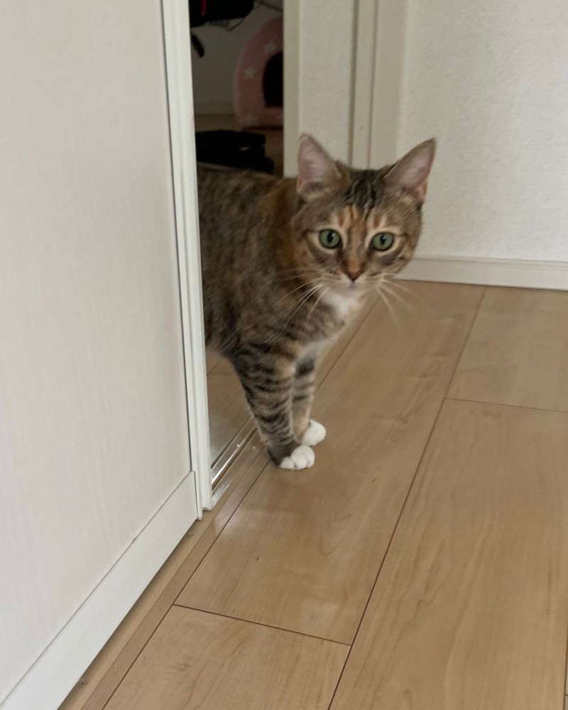 ひょっこり現れる猫