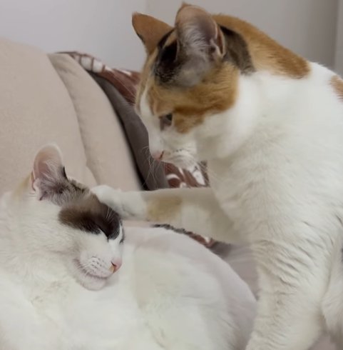 左の猫の頭に前脚を乗せる右の猫