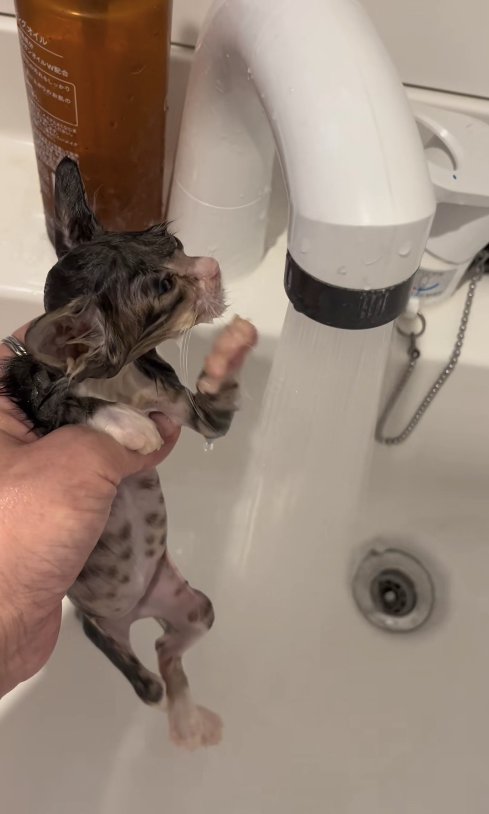 お湯が出ている蛇口の横で左前足を上げている濡れた子猫