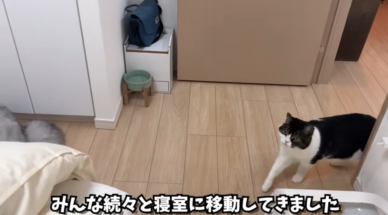 寝室に入ってくる猫達