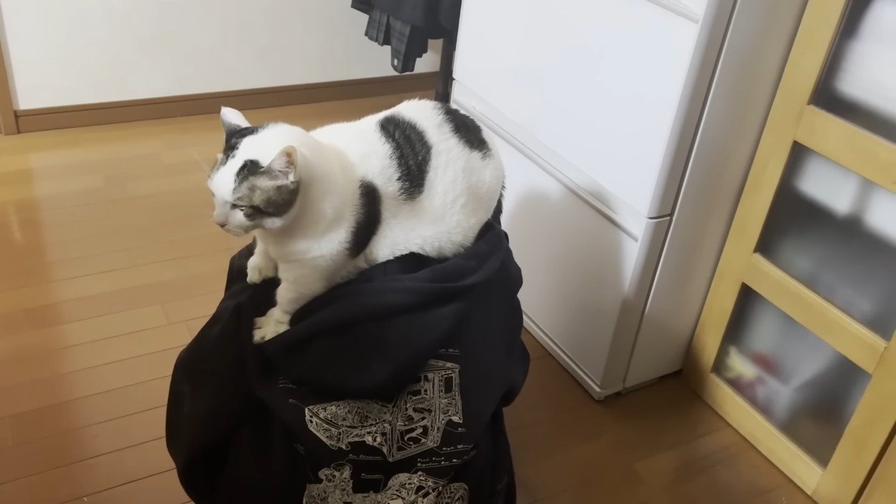 頭の上でフミフミ