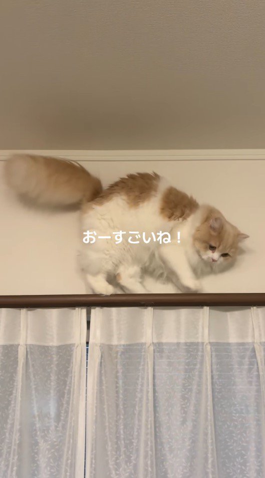 カーテンレールの上を後ろ向きに歩いていく猫