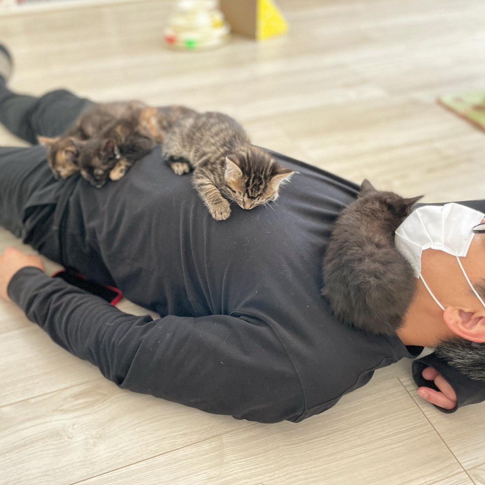 男性の上で寝る4匹の子猫