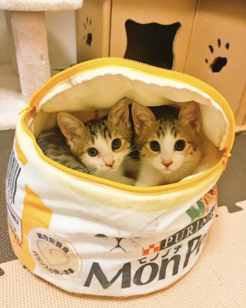 ペットハウスの中からカメラを見つめる2頭の子猫