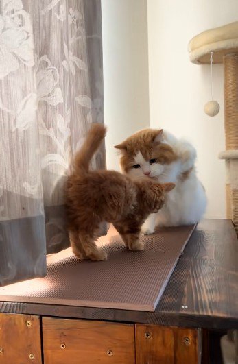 子猫に拳を振り上げている猫