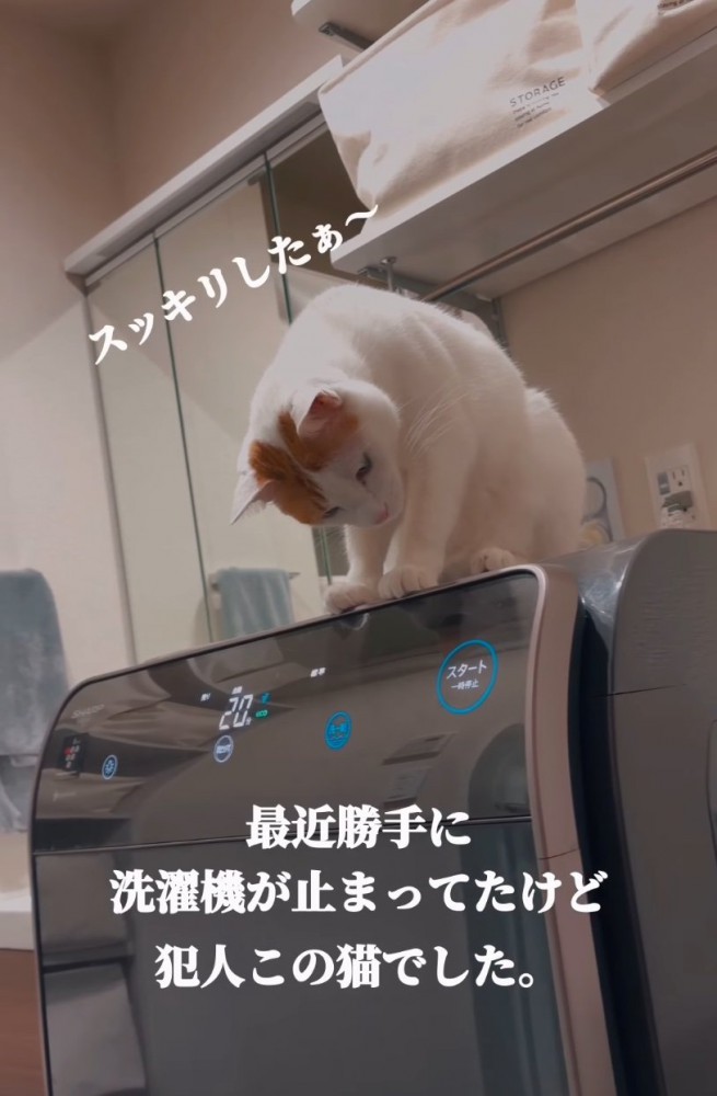 洗濯機に乗る猫