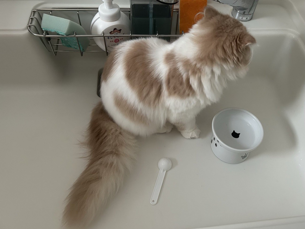 シンクの中に座る猫