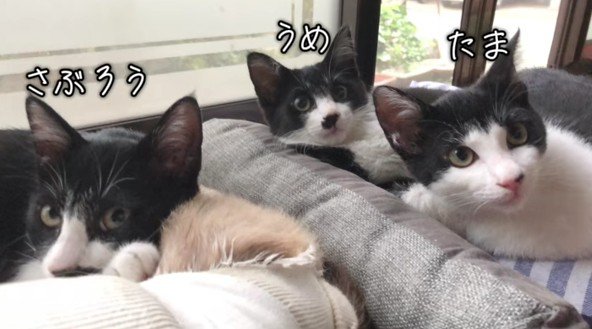3匹の子猫