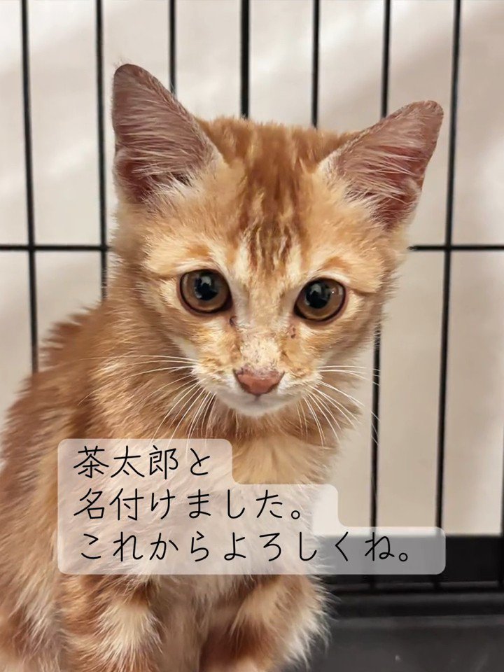 カメラ目線の子猫