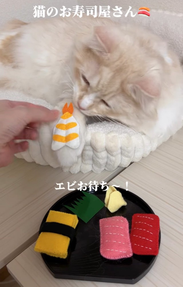 おもちゃのエビを見る猫