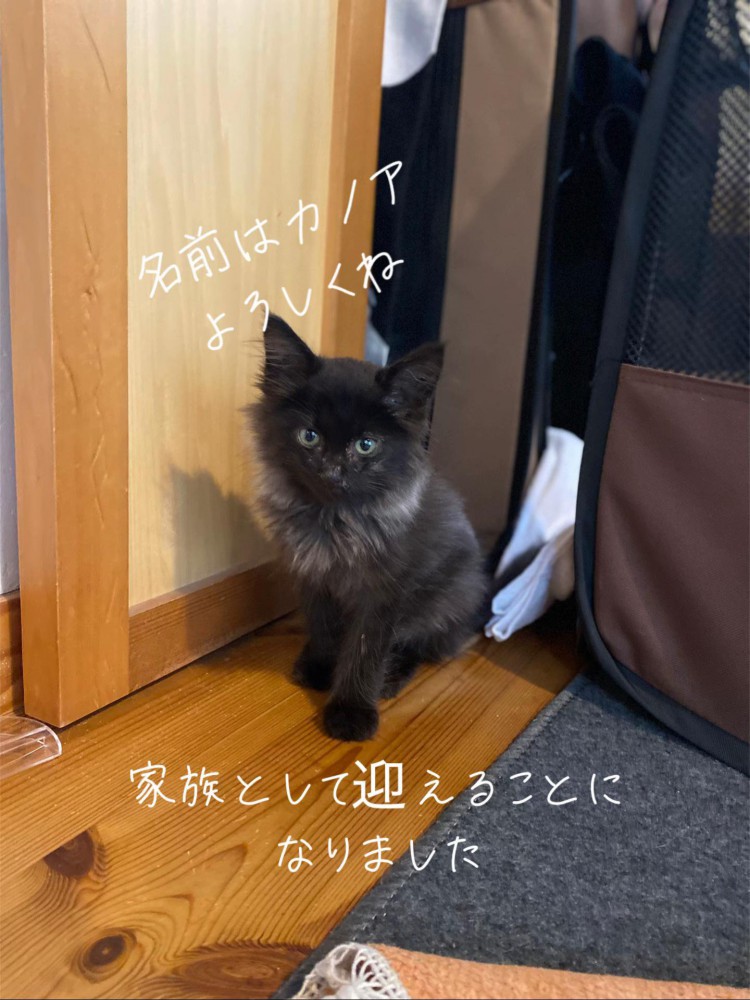 おすわりしてカメラ目線の子猫