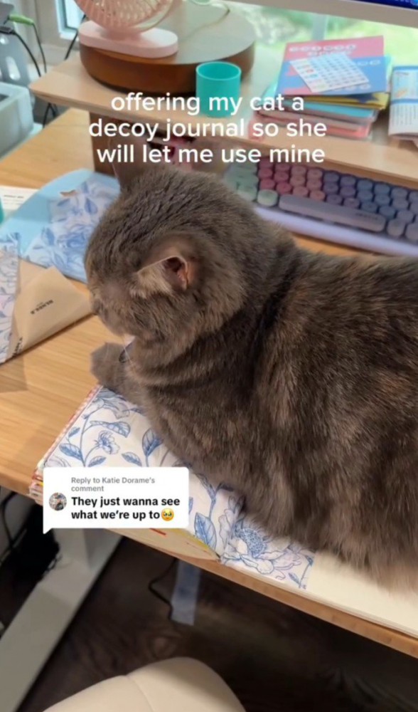 机の上のノートに乗る猫