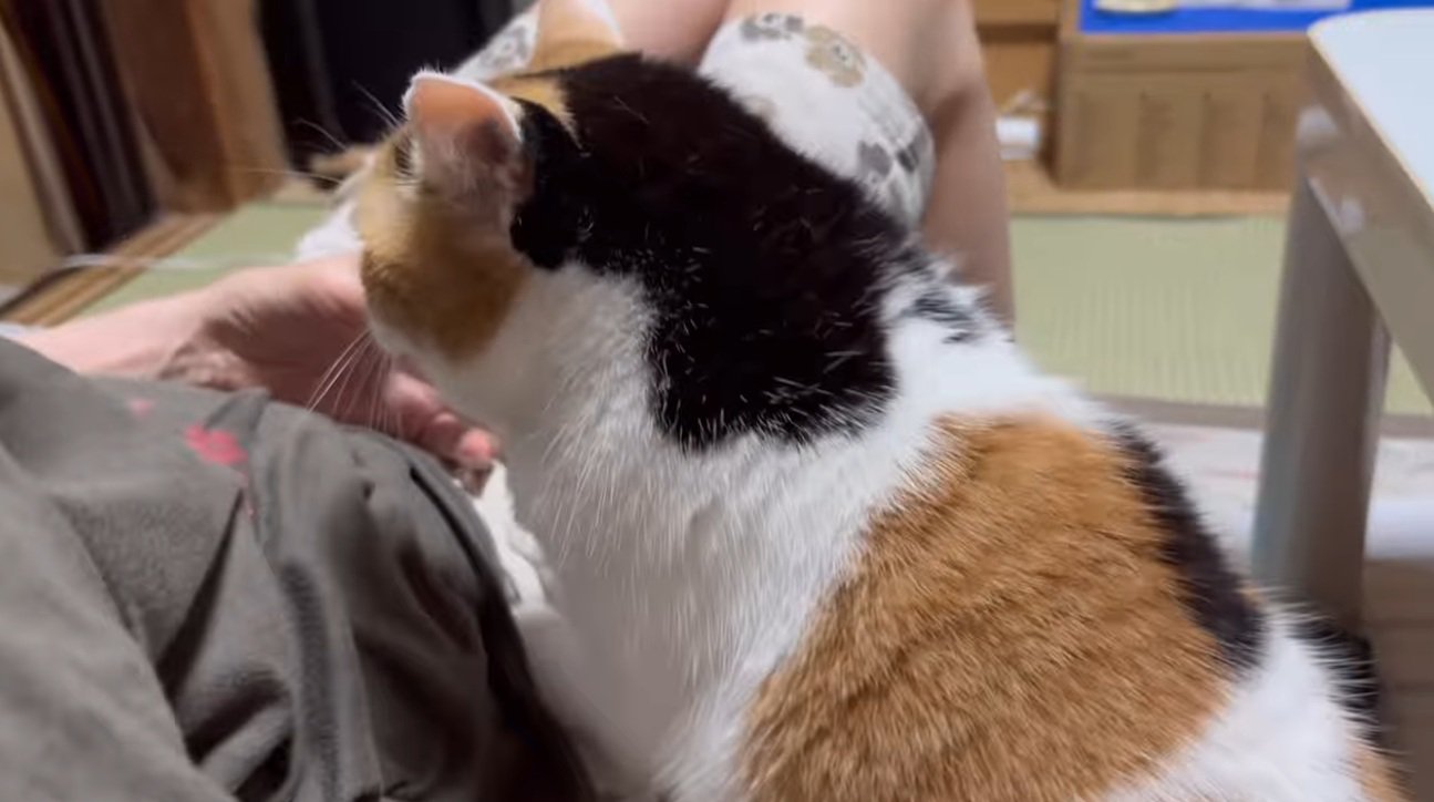 膝に乗りたそうな猫