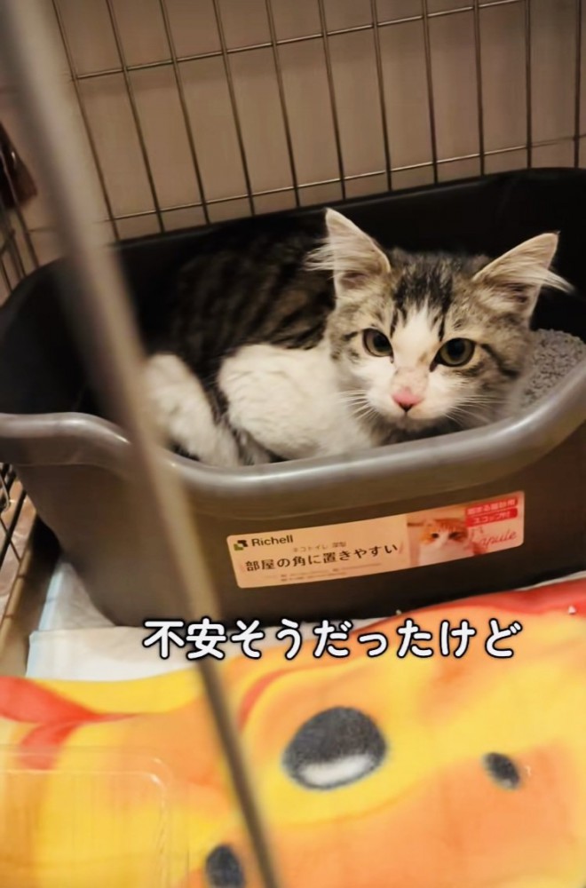 ケージの中で不安そうな猫