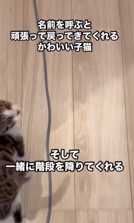 振り返る子猫