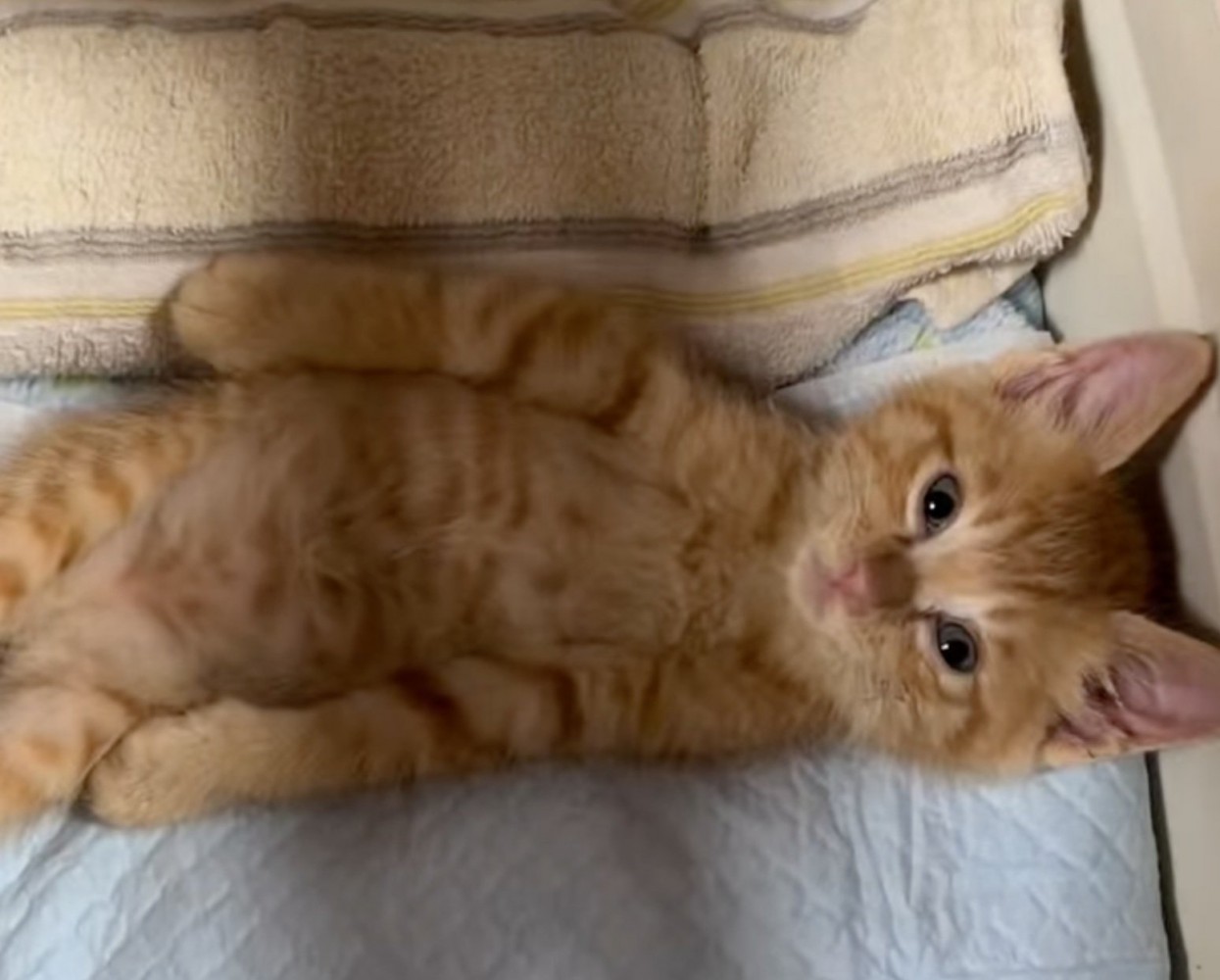 仰向けのまま見つめ返してくる子猫