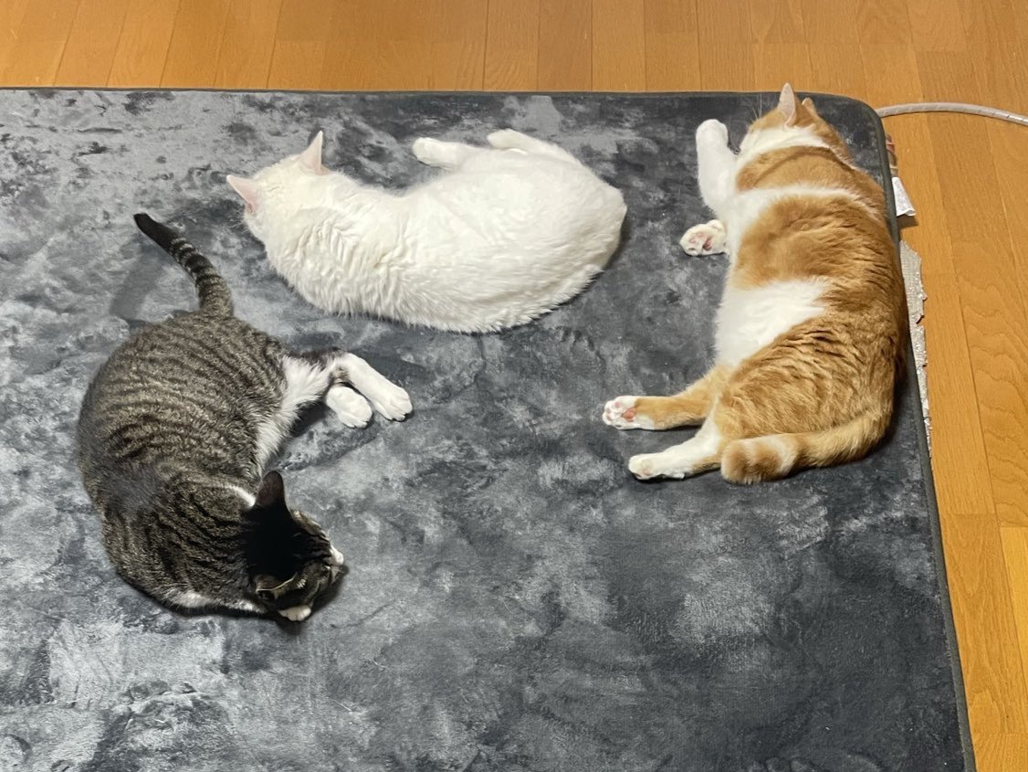 ホットカーペットで寝転ぶ3匹の猫のアップ