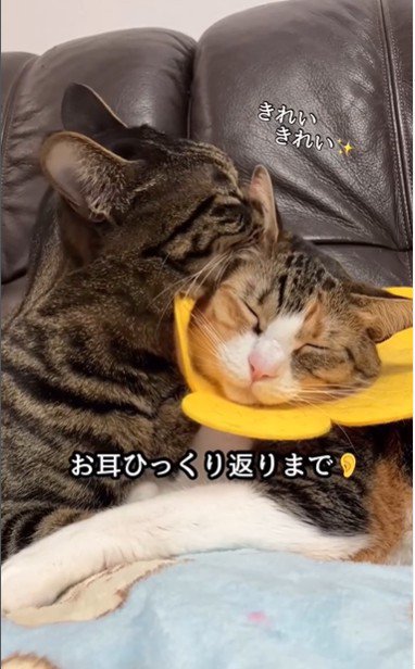 毛づくろいをしている猫とされている猫