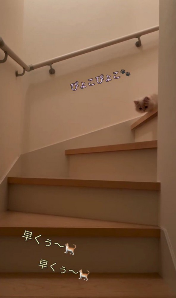 顔を出すクリーム色の猫