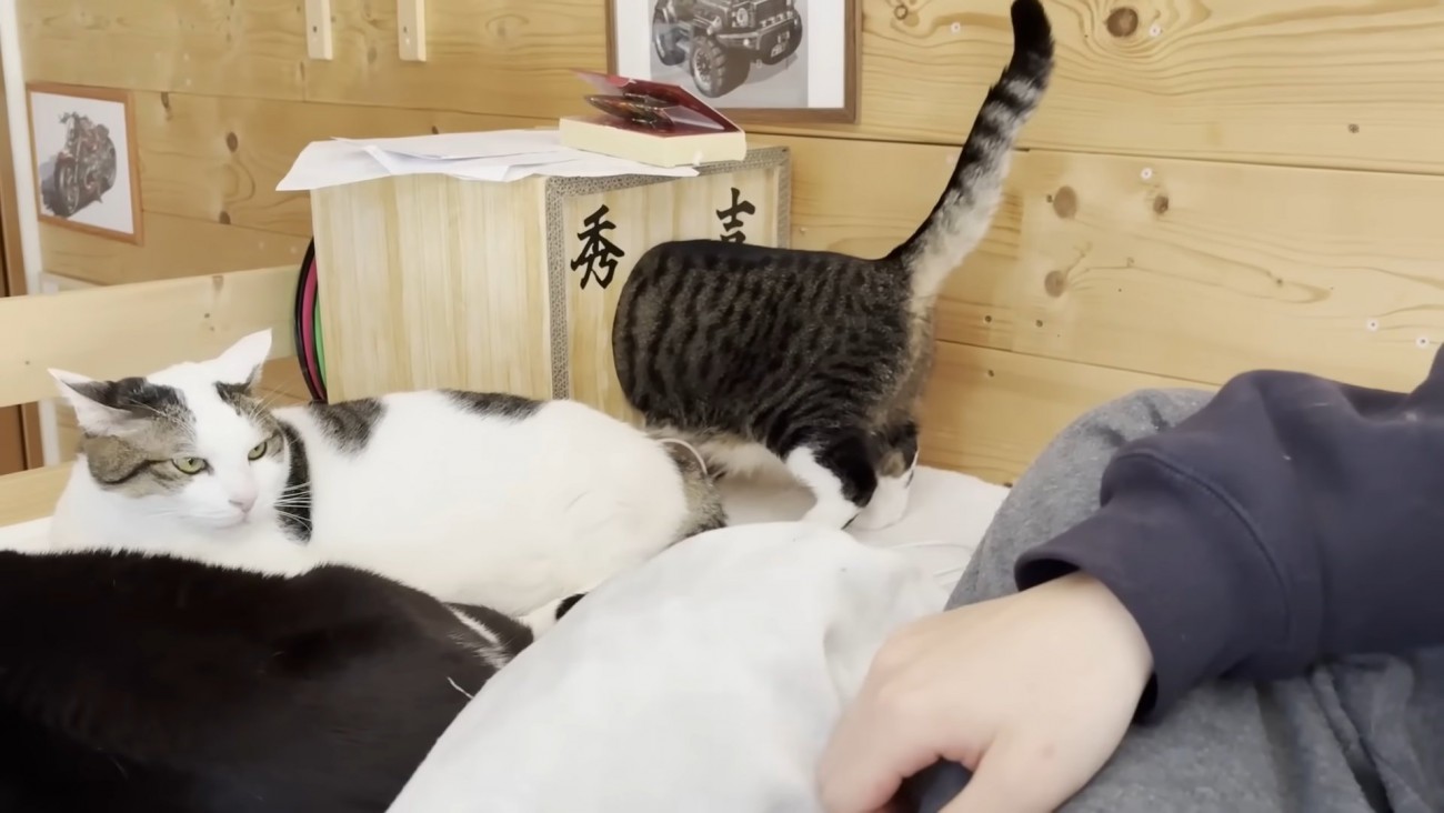 ハウスにお顔を突っ込んだ猫ちゃん
