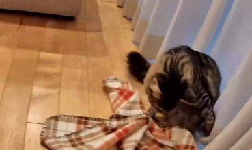 窓際でブランケットに乗る猫