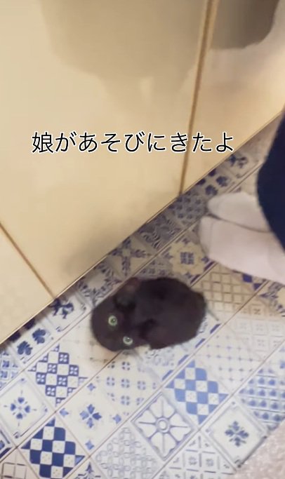 足元に座っている黒猫の子猫