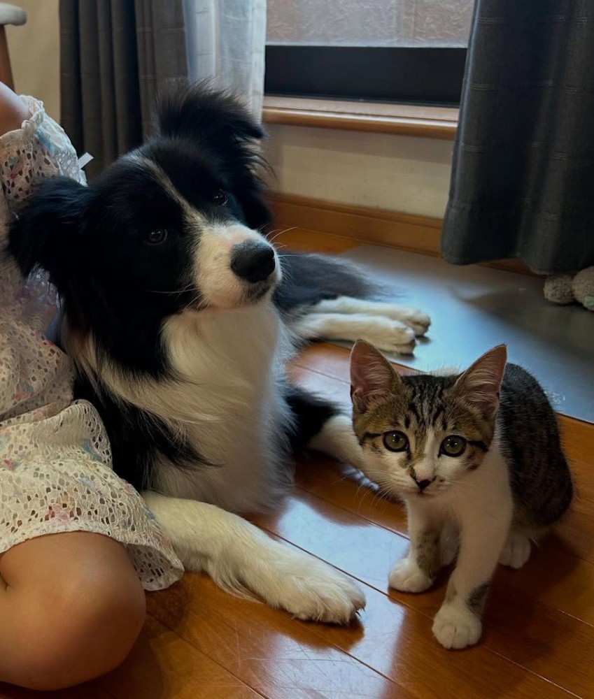 座る犬と猫