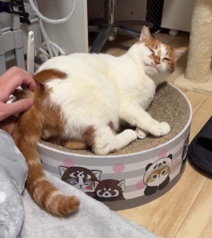 リラックスしている猫