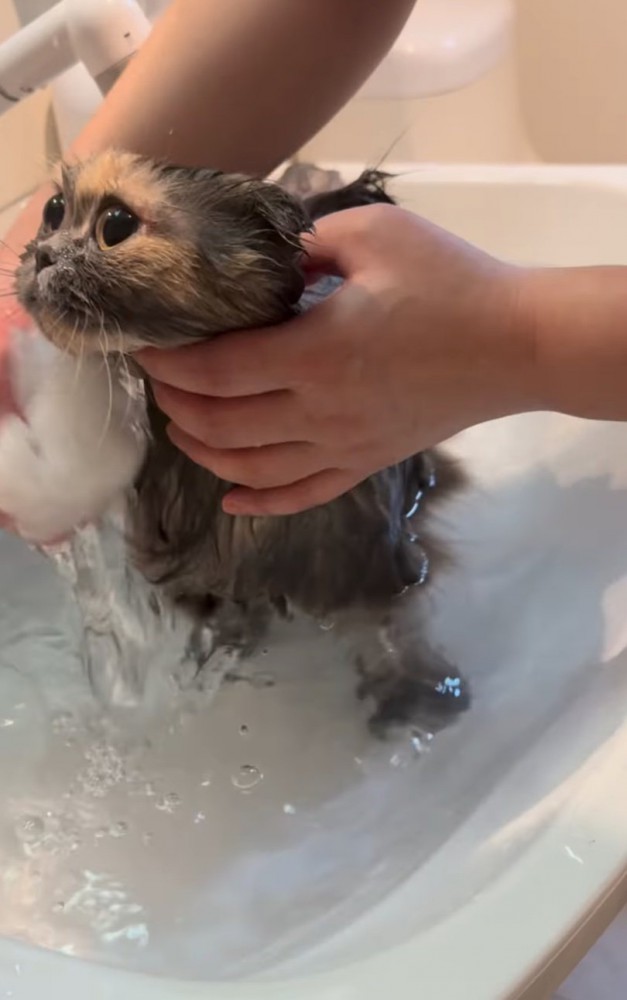 体を濡らしていく猫