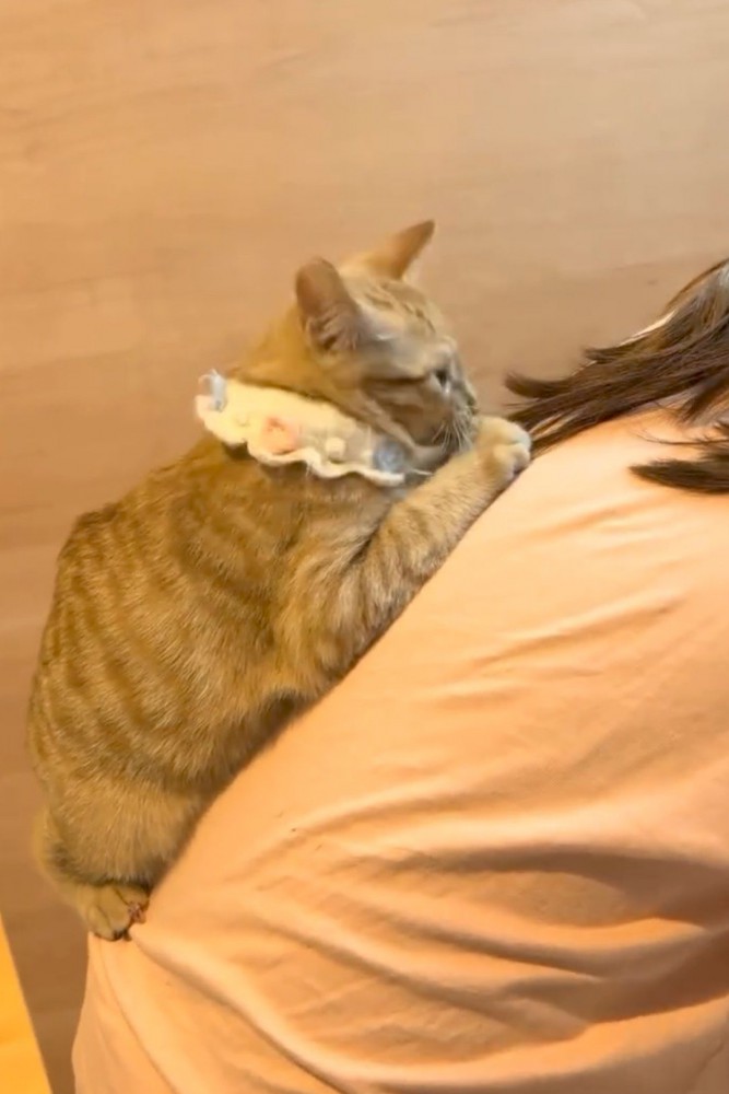 ママの背中にくっつく猫