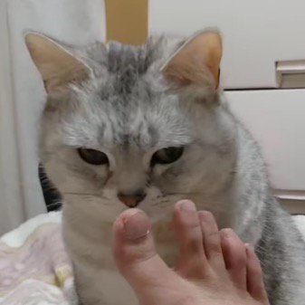 飼い主の足を見つめる猫