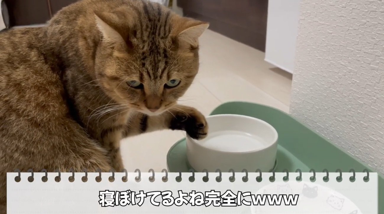 水飲みに手を入れる猫